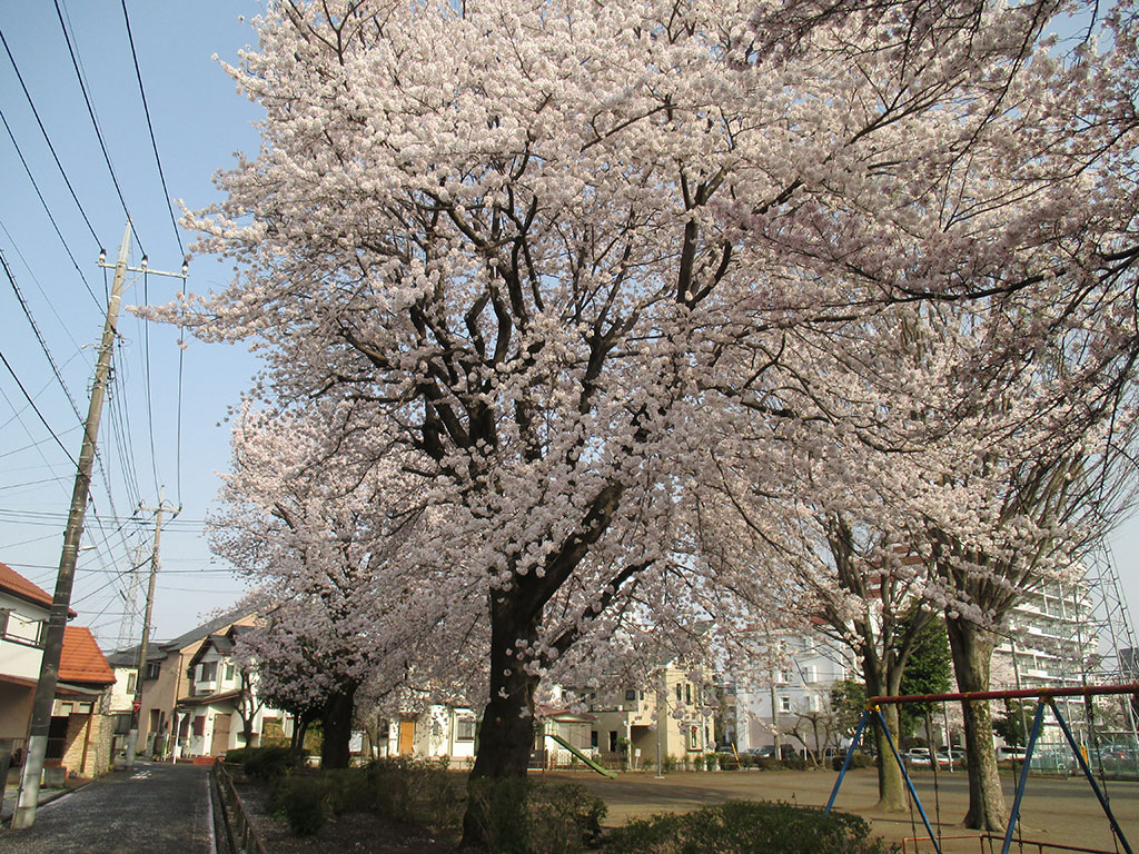 初冬の中央公園